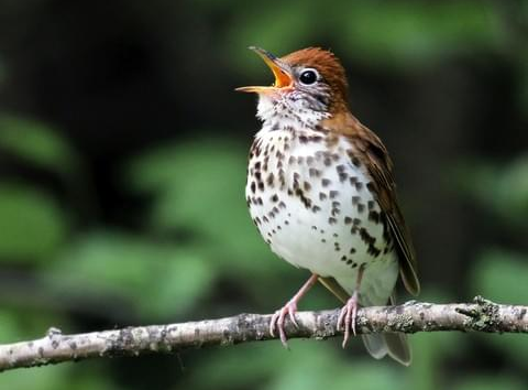 Bird Watching