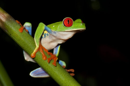 Night Walk Arenal Oasis