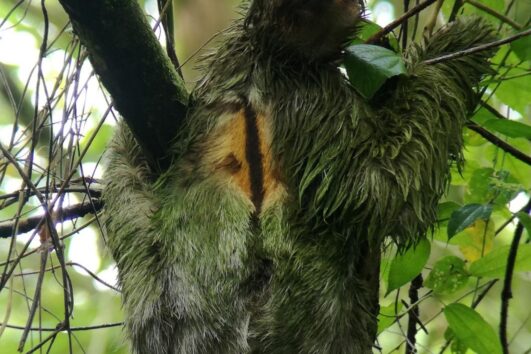 Sloth Tour