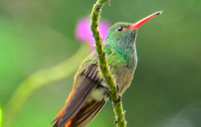 Bird Watching Arenal Oasis