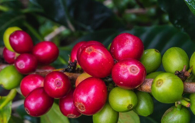 Coffee Tour