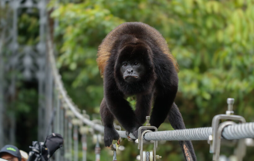 Hanging Bridges Mistico Park