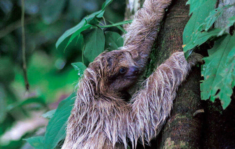 Sloth watching trail