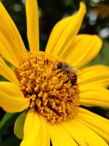 Native Bee Tour & Healing Honey
