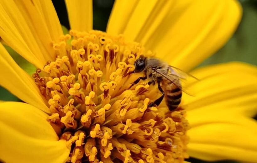 Native Bee Tour & Healing Honey